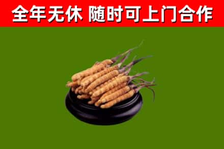 天水回收冬虫夏草