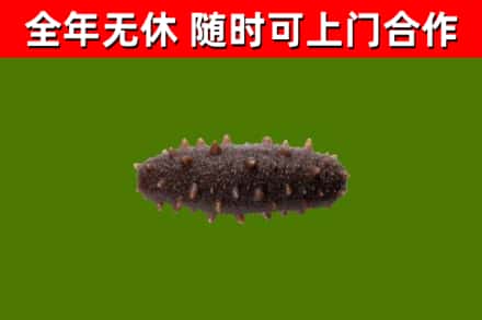 天水回收海参干